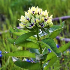 Milkweed- Green/ viridis, 4 Inch item