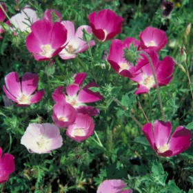 Winecup- 6 Inch item