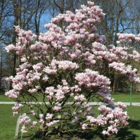 Magnolia- Saucer , 1 Gallon item