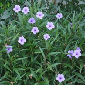 Petunia- Wild Groundcover, 4 Inch item
