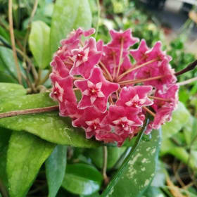 Hoya- Silver, 4.5 Inch item