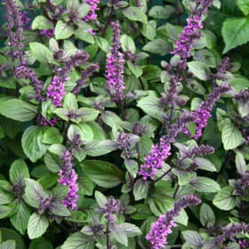 Basil- Camphor, 6 Inch (Flowering) item