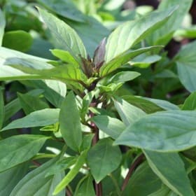Basil- Siam Queen, 4 Inch item