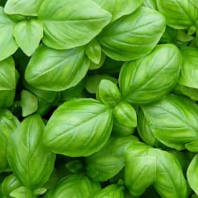 Basil- Sweet Genovese, 4 Inch item