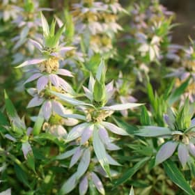 Bee Balm- Spotted, 4 Inch item