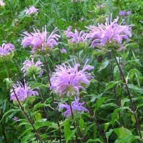 Bee Balm- Wild, 4 Inch item