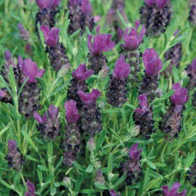 Lavender- Bandera Deep Purple, 1 Gallon item