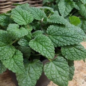 Orange Balm, 4 Inch item