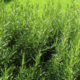Rosemary- Foxtail, 4 Inch item