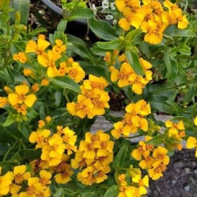 Texas Tarragon/ Mexican Mint Marigold, 4 Inch item