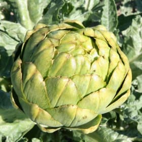 Artichoke- Green Globe, 4 Inch item