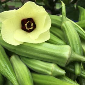 Okra- Clemson Spineless, 4 Inch item