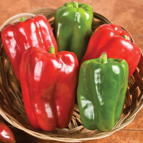 Pepper- Big Bertha Bell, 4 Inch item