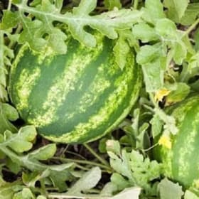 Watermelon- Cal Sweet Bush, 4 Inch item