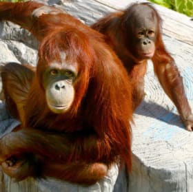 Animal Encounters and Schwag Basket ($347 Retail Value) item