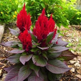 Celosia- New Look Red, 4 Inch item