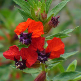 Cuphea- Bat Face, 4 Inch item