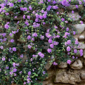 Lantana- Trailing Purple, 4 Inch item