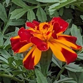 Marigold- Durango Bolero, 4 Inch item