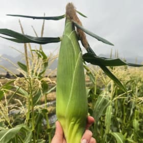 Yellowstone Farmstead CSA Season Membership item