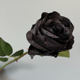 Black Silk Rose item
