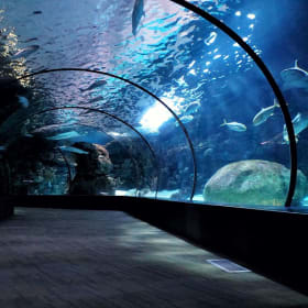 15. Oklahoma Aquarium Family Membership item