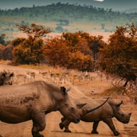 🦁African Adventure: Luxury Safari for Two in South Africa🐘 item