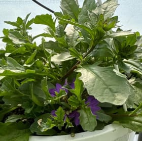 Scavola ( Blue) Hanging Basket item