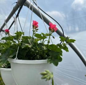 Pink Ivy Geranium item
