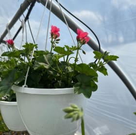 Red Ivy Geranium ( not pictured) item