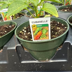 Cubanelle Pepper item