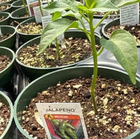 Jalapeno Pepper item