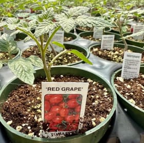 Grape Tomato item