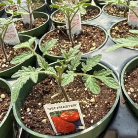 BeefSteak Tomato item