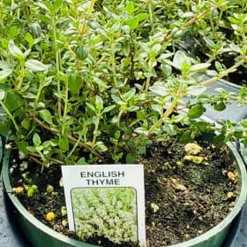 Thyme item