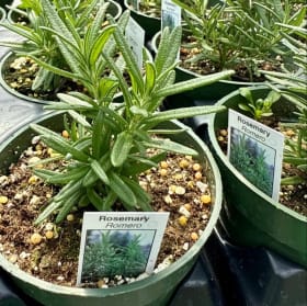 Rosemary item