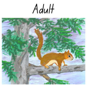 Look a Squirrel item