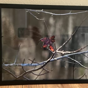 The Grass Withers (Isaiah 40:8) item