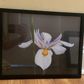 Lilies of the Field (Matthew 6:25) item