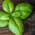 Plant de basilic item