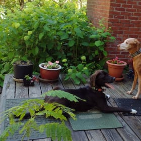 A July Week on Cape Cod! item