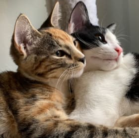 Kitty Combo from Woofsmeow item