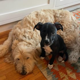 Taste of the Wild Gift Basket #1 + Woofsmeow $50 Gift Card item