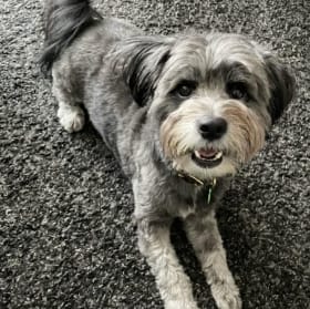 Taste of the Wild Gift Basket #2 + Woofsmeow $50 Gift Card item