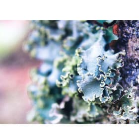 160 Martha Katzeff item