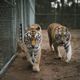 Catty Shack Ranch item