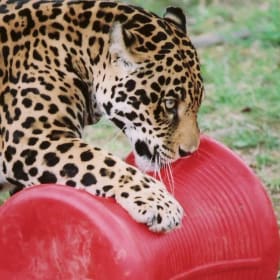 Little Rock Zoo – Household Plus 3 Membership item