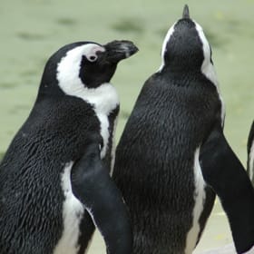 Little Rock Zoo – Household Plus 3 Membership item