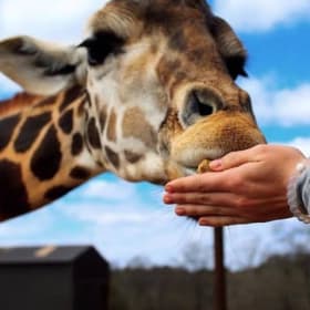 Wild Animal Safari Pine Mountain Ga item