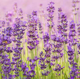 Item #015:  Susan Marske Photography #2- 8x10 item